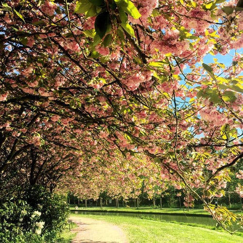 绿树与粉红色的花朵，在河附近 · 免费素材图片