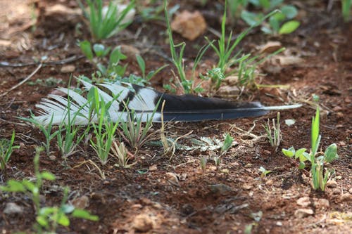 景深摄影之间的黑色和白色鸟羽毛之间的印度leu鱼c脚草 · 免费素材图片