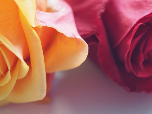 黄色和红色的玫瑰 · 免费素材图片
