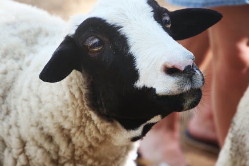 白羊和黑羊的浅焦点摄影 · 免费素材图片