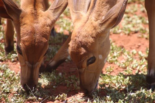 两只棕色的鹿吃草 · 免费素材图片