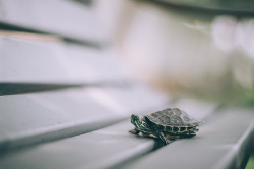 乌龟在长凳上的选择性聚焦摄影 · 免费素材图片