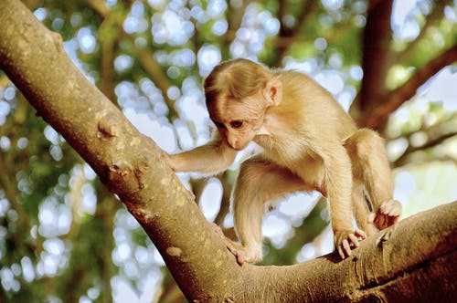 猴子在树上的摄影 · 免费素材图片