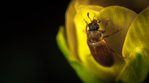 宏观摄影在黄色花的布朗甲虫 · 免费素材图片