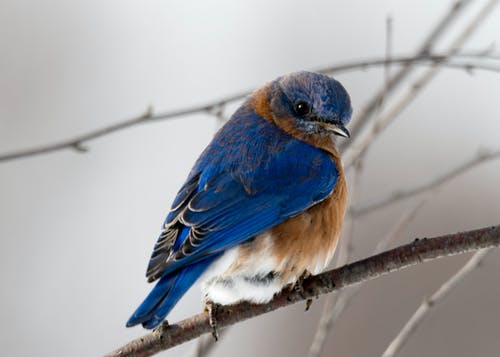小蓝和棕鸟的摄影 · 免费素材图片