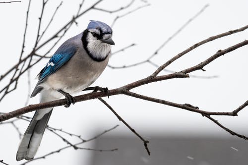 蓝色和灰色鸟的摄影 · 免费素材图片