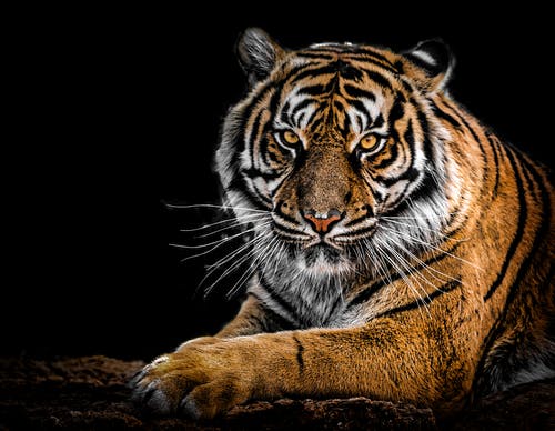 老虎的特写摄影 · 免费素材图片