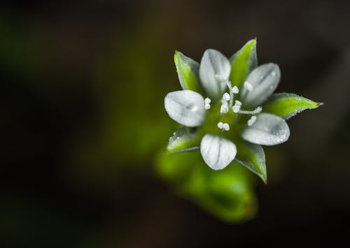 白色花瓣花的选择性焦点 · 免费素材图片