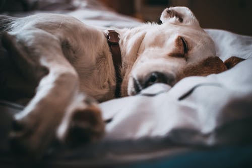 睡狗的特写摄影 · 免费素材图片