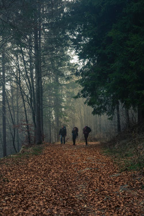 三人走在树木环绕的干叶覆盖的通路上 · 免费素材图片