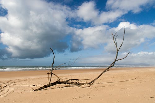 在白云下的海滨黑树枝 · 免费素材图片