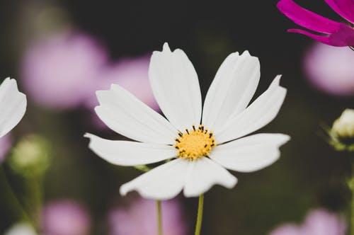 白雏菊花 · 免费素材图片