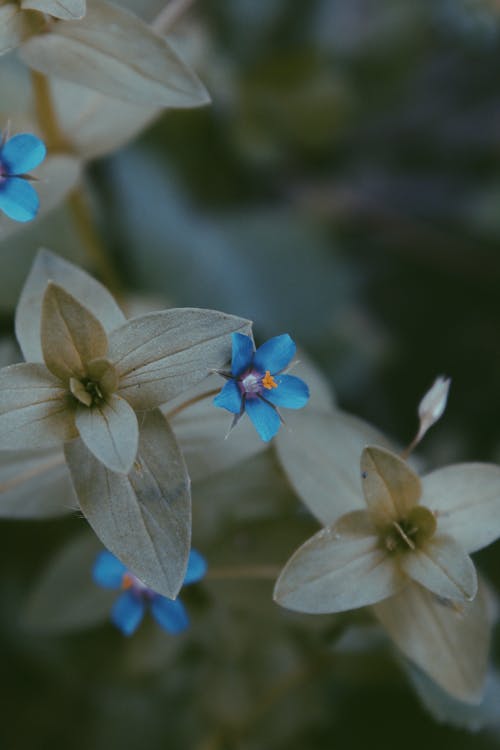 蓝色和灰色的花的特写照片 · 免费素材图片