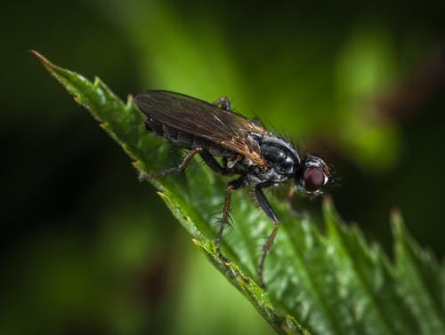 黑色和棕色家蝇的微距照片 · 免费素材图片