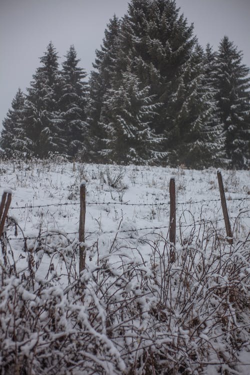草地被雪覆盖 · 免费素材图片