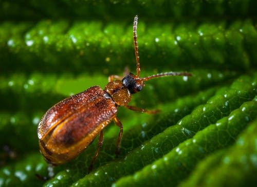 棕色水泡甲虫 · 免费素材图片