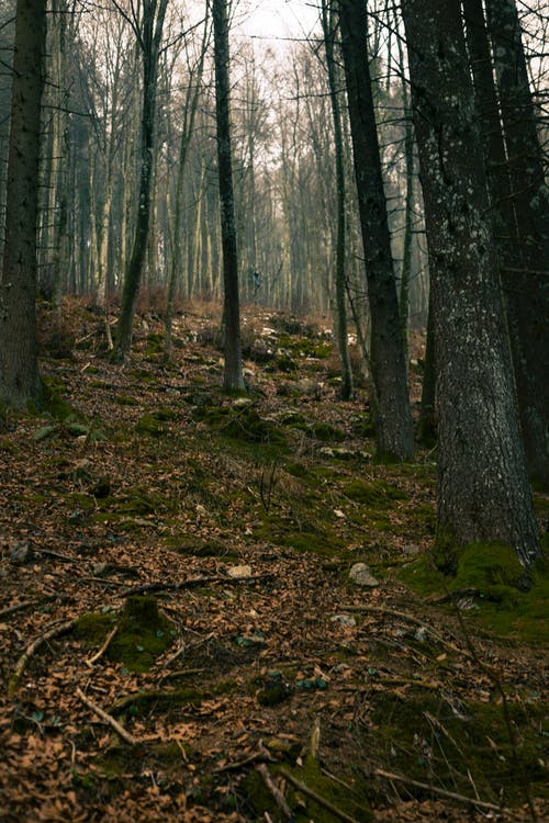 橡树地段 · 免费素材图片