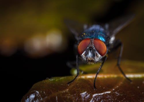 蝇摄影栖息在棕色的叶子上 · 免费素材图片
