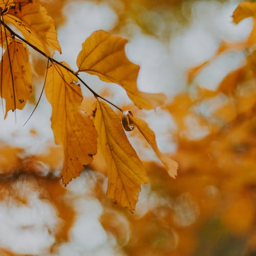 棕色的叶子的特写摄影 · 免费素材图片