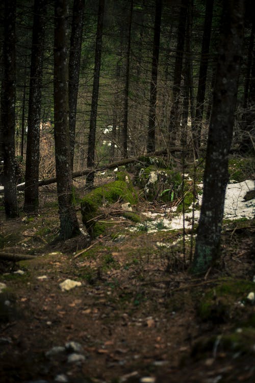 树林中间的苔藓覆盖的石头 · 免费素材图片