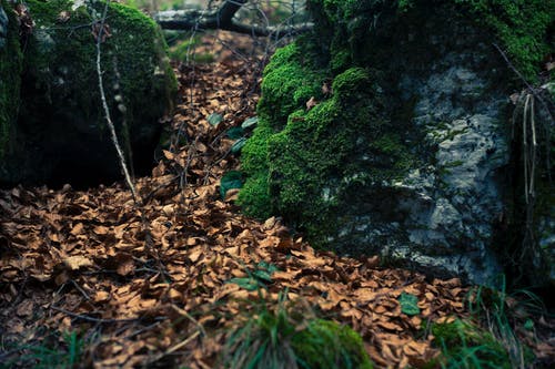布朗在森林上的叶子 · 免费素材图片