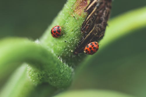 两个红黑瓢虫的显微摄影 · 免费素材图片