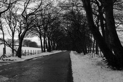枯树之间的道路的灰度照片 · 免费素材图片