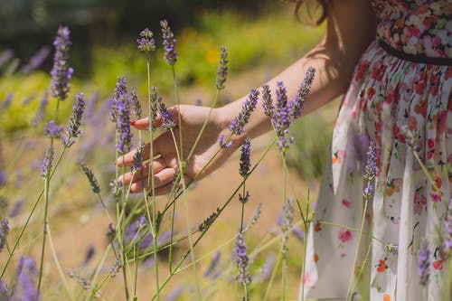紫色花朵浅焦点摄影 · 免费素材图片