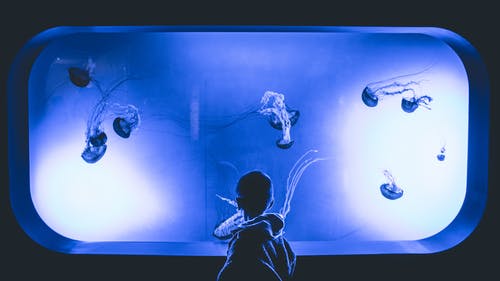 男孩站在果冻鱼水族馆与紫色的光 · 免费素材图片