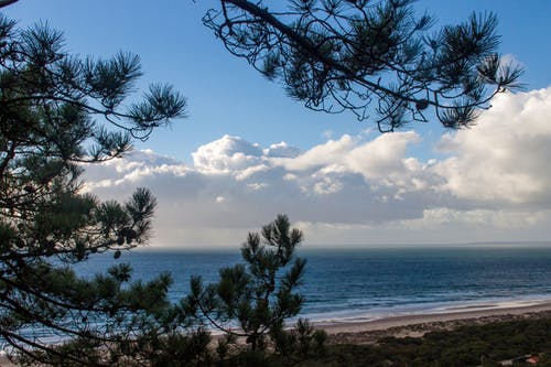 树木和大海的风景照片 · 免费素材图片