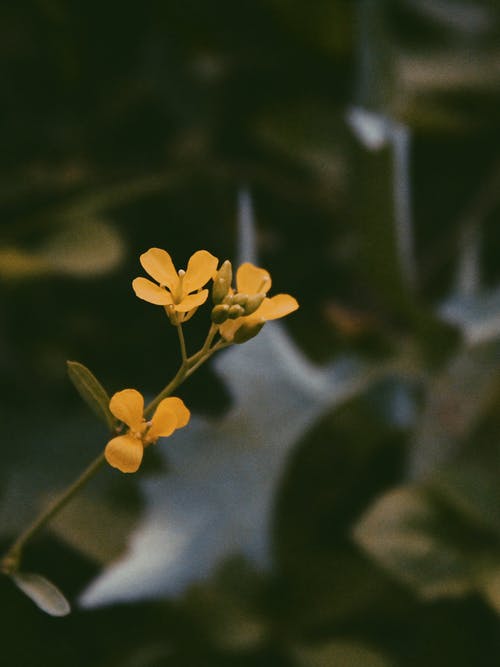 黄色花瓣的软焦点摄影 · 免费素材图片