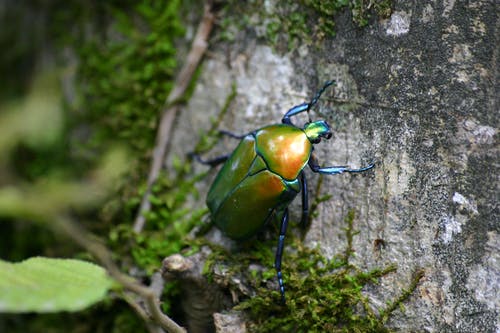在树皮上的绿色六月甲虫与绿色莫什在特写照片 · 免费素材图片
