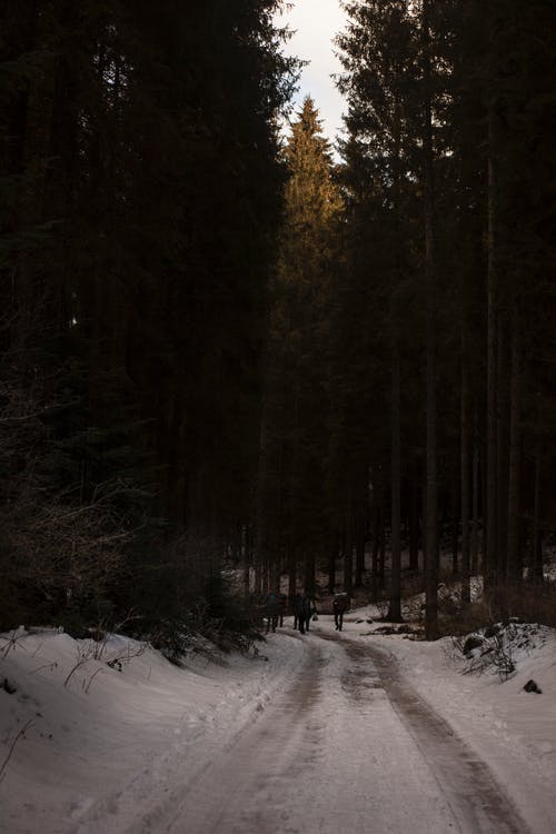 两人在高大的树木附近被雪覆盖的通路上行走 · 免费素材图片
