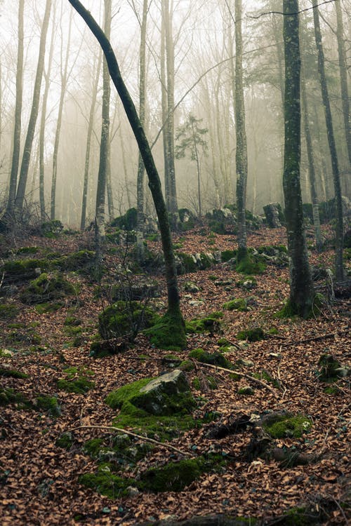 夕阳下的石头迷雾森林 · 免费素材图片