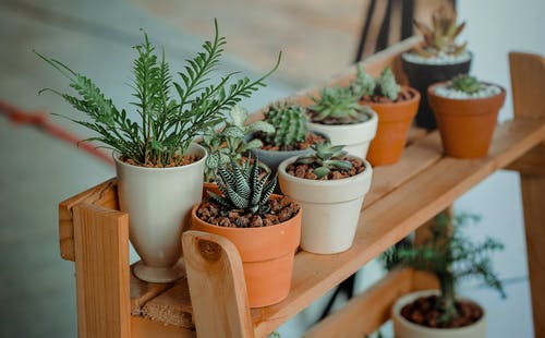 室内绿色盆栽植物 · 免费素材图片