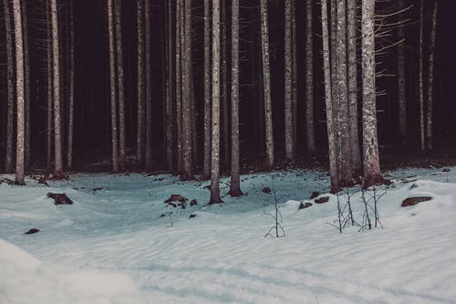 伍兹在雪附近的照片 · 免费素材图片