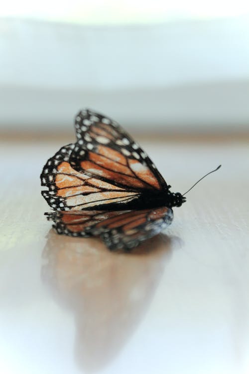 帝王蝶棕色表面特写照片中 · 免费素材图片