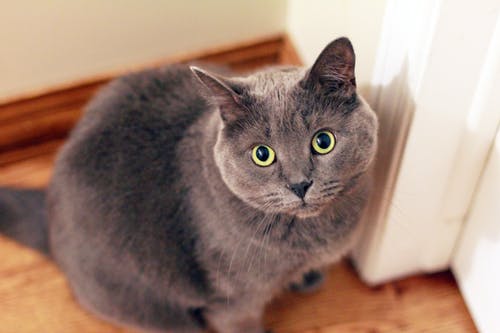 白色门附近的灰色短毛猫 · 免费素材图片
