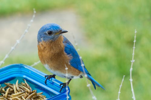 蓝色玻璃罐上的蓝色和棕色鸟的选择性聚焦摄影 · 免费素材图片