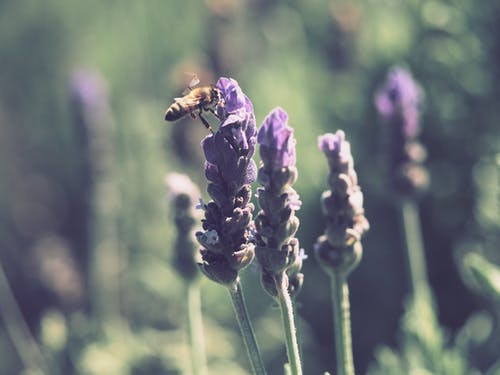 紫色的薰衣草花上的黄色和黑色蜜蜂 · 免费素材图片