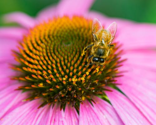 黄蜂花蜜 · 免费素材图片