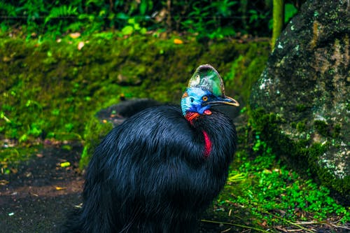 长满苔藓的石头旁边的黑色羽毛的鸟 · 免费素材图片