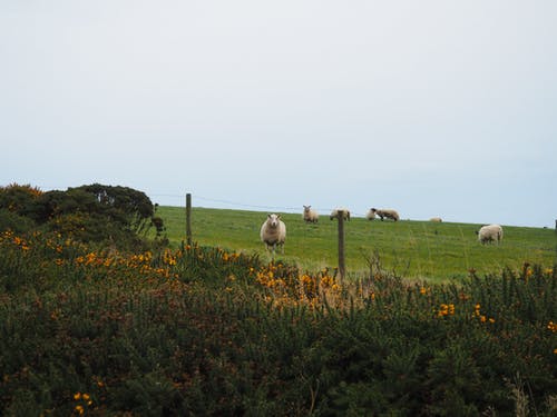 羊在草地上 · 免费素材图片