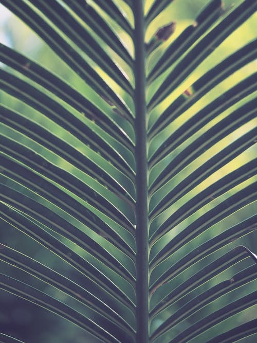 绿棕榈植物 · 免费素材图片