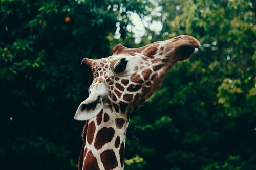 长颈鹿头的选择性聚焦摄影 · 免费素材图片