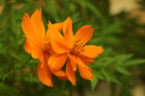 橙花的特写摄影 · 免费素材图片