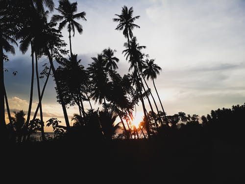 日落期间棕榈树的剪影 · 免费素材图片