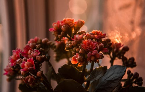 花的特写摄影 · 免费素材图片