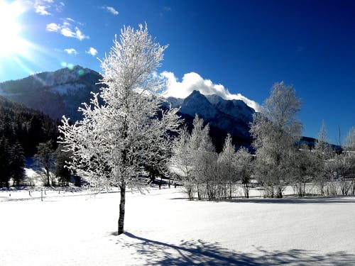 白树和山景 · 免费素材图片