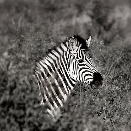 斑马的单色摄影 · 免费素材图片